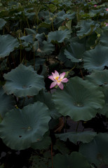 Lotus in full bloom in the pond