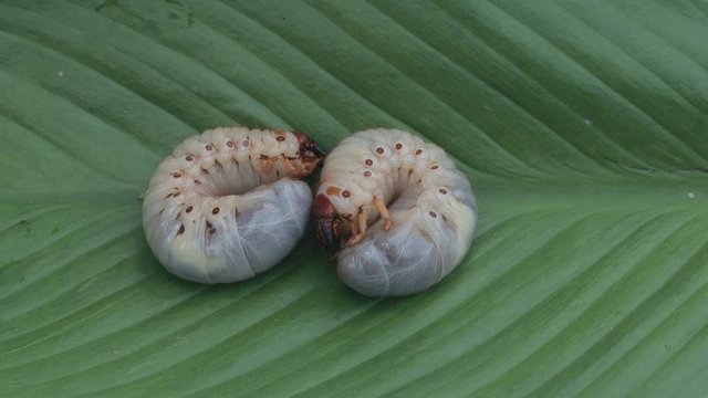 Dynastinae worm motion video footage on green leaf
