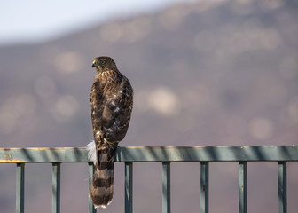 An immature Cooper's Hawk (Accipiter cooperii) perches on a suburban fence watching for prey.