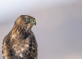 An immature Cooper's Hawk (Accipiter cooperii) perches on a suburban fence watching for prey.