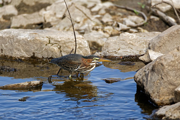 A Green Heron prowls the shoreline in search of fish. This one is a juvenile as is noted by it’s more spotted neck and feather tufts on the head.