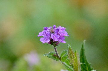 薄紫色の小さい花が雨に濡れて水滴をつけている風景