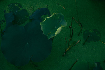 Fototapeta na wymiar Lotus in full bloom in the pond