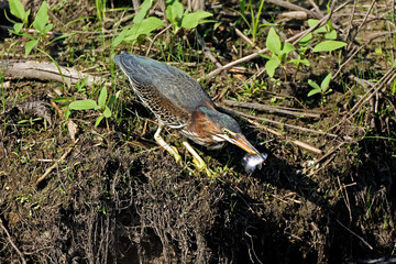 A Green Heron shows off it’s freshly caught fish. This one is a juvenile as is noted by it’s more spotted neck and feather tufts on the head.