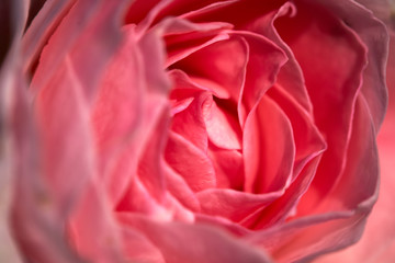 Close-up macro shot of pink rose