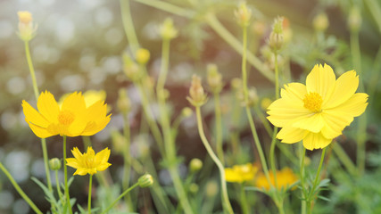 The beauty of Cosmos sulphureus.