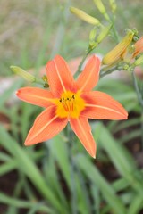 Obraz premium Hemerocallis lilioasphodelus flower in nature garden