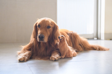 Golden retriever and its own model