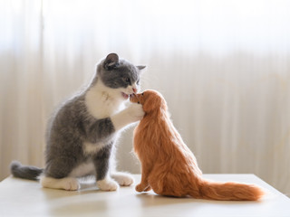 Kitten and Golden Retriever model play