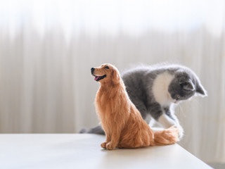 Kitten and Golden Retriever model play