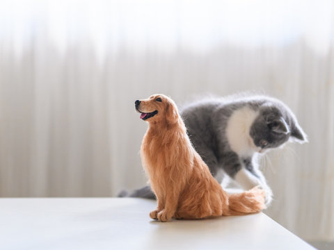 Kitten and Golden Retriever model play