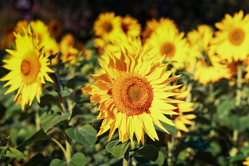 Sunflowers Growing On A Field