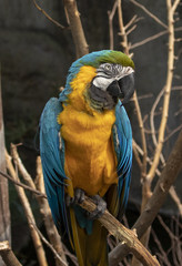 Blue and Gold Macaw