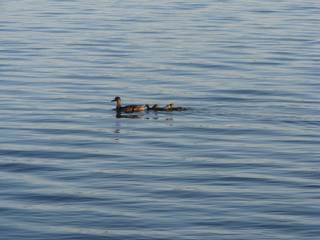 A duck and her ducklings swimming in the lake