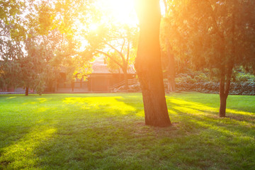 Summer lawn at sunset - 221381158