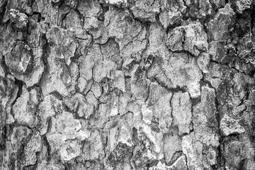 black and white  tree bark texture for background