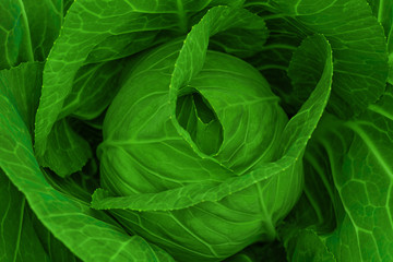Green cabbage close-up.