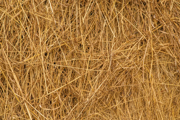 Background of straw. Yellow Dry grass texture.