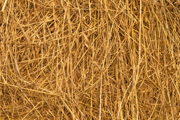 Hay texture. Closeup. Yellow Dry grass background.