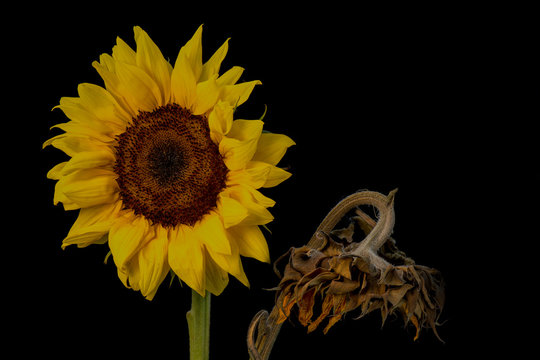 The young and the old - two sunflowers one old and wrinkled and one young and radiant