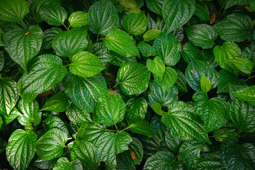 Wild betel leafbush background - obrazy, fototapety, plakaty