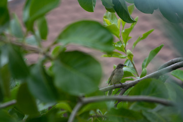 Streak-eared Bulbul (pycnonotus blanfordi) on the tree branches.