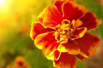 Tagetes Marigold Flower. marigolds  in bright sun rays. Autumn Flowers Background