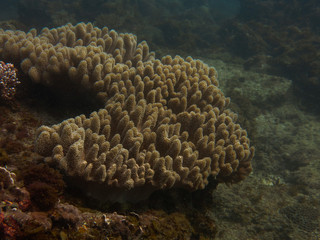 Fototapeta na wymiar Beautiful coral found at coral reef area at TIoman island