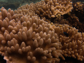 Fototapeta na wymiar Beautiful coral found at coral reef area at TIoman island
