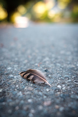 A feather from a Northern Flicker woodpecker sits on the road