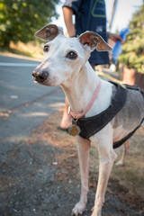 A small italian greyhound on a leash out for a walk