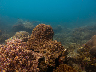 Beautiful coral found at coral reef area at TIoman island