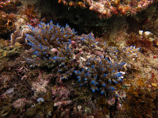 Obraz na płótnie Canvas Hard coral (acropora sp.) found at coral reef area at Tioman island