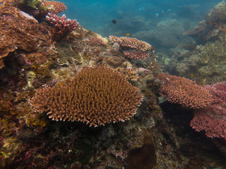 Naklejka na ściany i meble Beautiful coral found at coral reef area at TIoman island