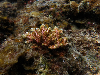 Fototapeta na wymiar Hard coral (acropora sp.) found at coral reef area at Tioman island