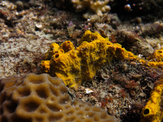 The close-up of sponge found at seabed on coral reef area at Tioman island, Malaysia