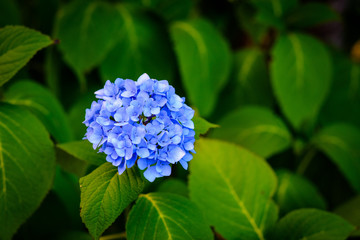 A blue hydrangea against a green background