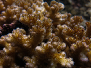 Close-up of coral at coral reef area at Tioman island, malaysia