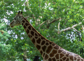 Orange and White Fur on an Adult Giraffe in a Field