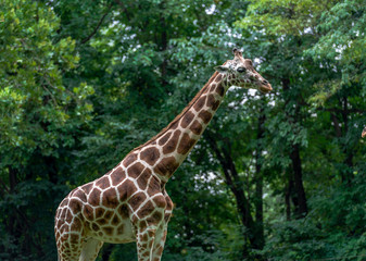 Orange and White Fur on an Adult Giraffe in Profile