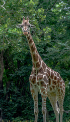 Orange and White Fur on an Adult Giraffe in a Field