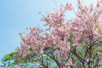 White and pink flowers with blue sky background