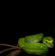 Bright Green Scales on a Tree Python Against a Black Background