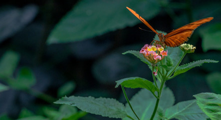 Bright Orange Wings on a Close Up of a Julia Butterfly on Flowers