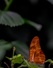 Bright Orange Wings on a Close Up of a Julia Butterfly