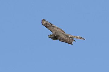Eurasian sparrowhawk (Accipiter nisus)