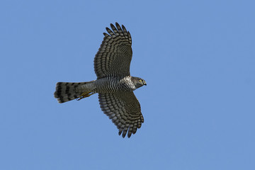 Eurasian sparrowhawk (Accipiter nisus)