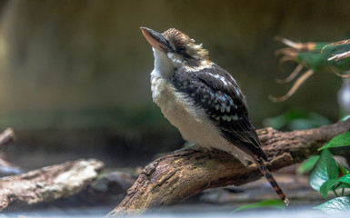 Blue, White and Tan Plumage on a Laughing Kookaburra Perched on a Log