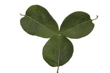 Naklejka premium green leaf isolated on white background