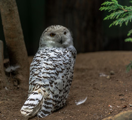 White and Black Plumage on a Snowy Owl on the Ground